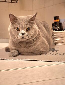 BKH Deckkater Blue - Orsingen-Nenzingen