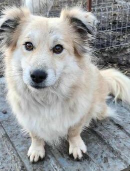 AURI ♥ gerettet aus Tötung Slatina - Uetze