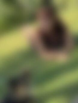 Sim*** - Böhlen (Sachsen)