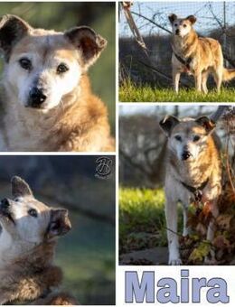 MAIRA -Lieb, clever & verschmust- - Duisburg