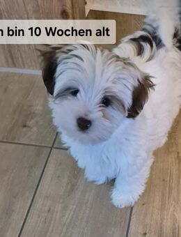 Mini yorkshire welpe - Gartz (Oder) Zentrum