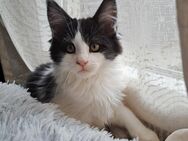 Maine Coon Kitten Kater sucht sein Traumzuhause, abgabebereit - Flieden