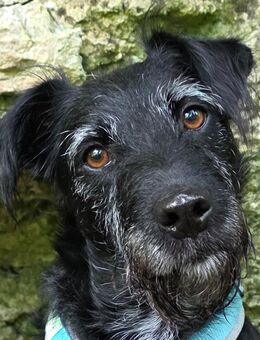 Feliciti - Schnauzer-Mix - 1 Jahr - Tierhilfe Franken e.V. - Lauf (Pegnitz) Zentrum