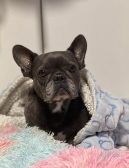 Zuckerschnute sucht ihr Märchen-Zuhause - Berlin