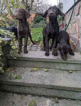 Labrador Retriever Welpen suchen ein liebes Zuhause - Seelitz