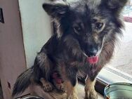 Hund Romeo sucht liebe Menschen - Neuhausen (Fildern)