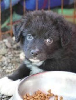 Chip, der liebenswerte Familienhund - Schlitz