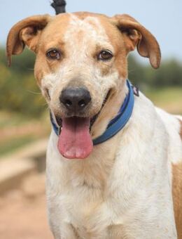 Lester wurde einfach zurück gelassen - Laatzen