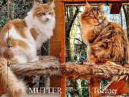 Sehr schöne Maine Coon Kastratinnen mit Stammbaum zur Abgabe - Stuttgart