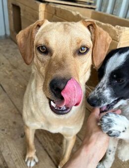 💖 Junger, sanfter Peri 🐾 - Eislingen (Fils)