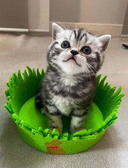 Bezaubernde bkh Kitten black silver tabby classic mit Papiere, absolut exklusiv - Bad Staffelstein