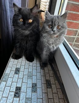 British Longhair Kitten ? 3 Monate, Junge & Mädchen, sofort verfügbar - Brockel