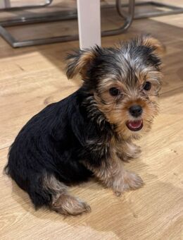 Yorkshire-terrier Welpen - Gersau