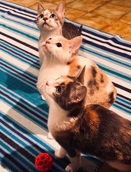 Fünf kleine Kätzchen suchen ihr Zuhause fürs Leben - Hamburg Hamburg-Nord