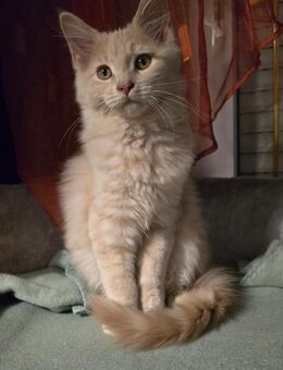 Reinrassige Maine Coon Kitten - Märkische Heide