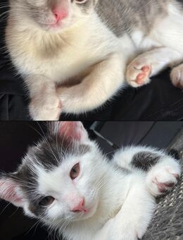 Wunderschöne Katzen/Kater abzugeben - Monheim (Rhein)