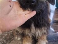 COCOA ❤ - Langenhagen