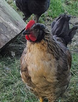 Junghähne Olivleger/ Maran×Silverudds - Meinerzhagen