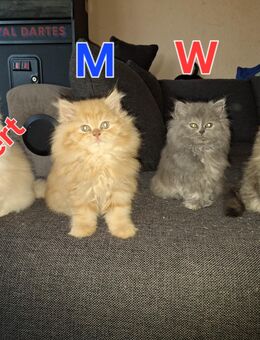 Reinrassige Perserkitten mit nase - Dortmund