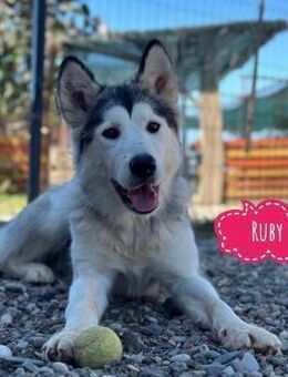 Ruby ein tolles Mädchen - Flörsheim-Dalsheim