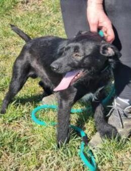 Pandur möchte viel entdecken - Nordwalde