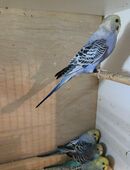 Wellensittiche abzusagen. in 33129