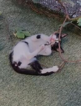 💫Neugieriger Babykater Biku💫 - Eislingen (Fils)