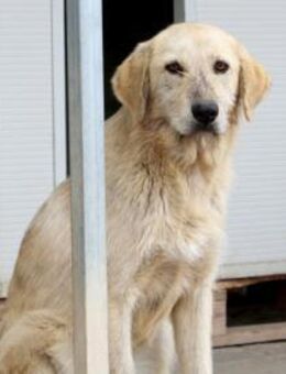 Alvino sucht seine Traumfamilie - Neuss