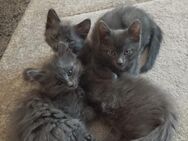 4 Kartäuser Mix Babys ♥️ - Ludwigshafen (Rhein)