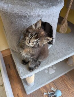 Maine Coon XXL Kätzchen zu verkaufen - Ludwigshafen (Rhein)