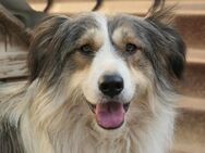 fröhliche LUCY sucht ihr Perfect Match - Kallmünz