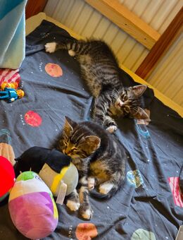 Maincoon Katzenmix Babys - Riedstadt