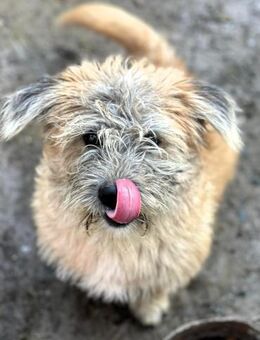 Fellteppich Struppi - Alfdorf