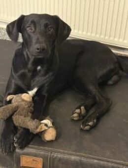 Jules Mischling Rüde Junghund sucht Heim - Margetshöchheim