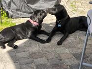 Wurfankündigung reinrassige Labrador Retriever Welpen - Finnentrop