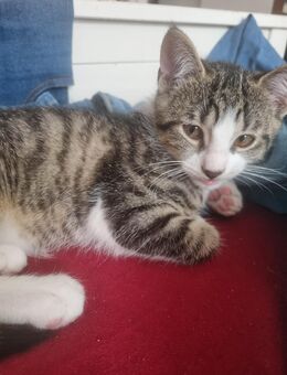 Katze 13 Wochen - Wangen (Allgäu)