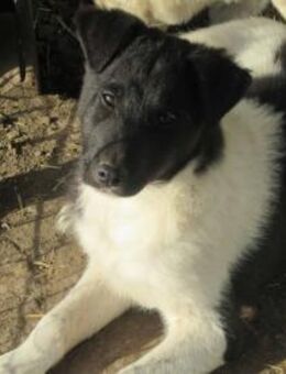 Fox, der Lebensfrohe 🐾 - Elsdorf (Nordrhein-Westfalen)