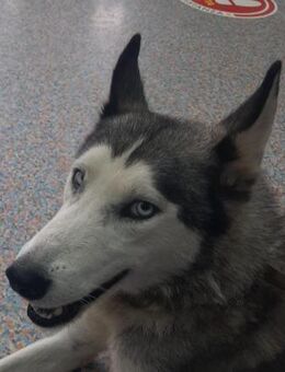 Lupa 🩷🩷🩷 sucht behütetes Plätzchen - Bad Karlshafen