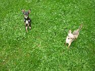 Chihuahua Hunde - Riedlingen Zentrum