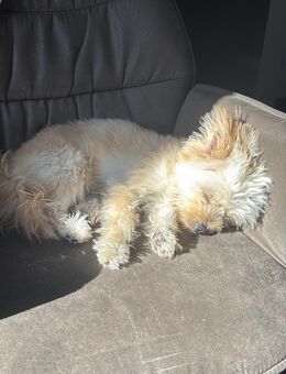 Pomeranian Yorkshire Mix Welpe - Köln