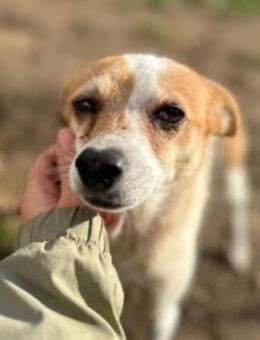 Sanfte, liebe Hope - Kallmünz