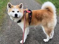 MIKO, m., kastr., Akita Inu, ca. 60 cm - Sipplingen