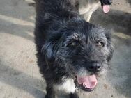 Rudi sucht ein liebevolles Zuhause - Blankenheim (Nordrhein-Westfalen)