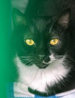 Katze Marinero 2 - Bochum