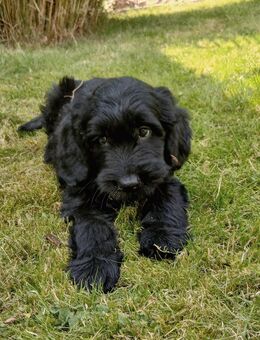 Goldendoodle - Standard Doodle Welpen - Golden Retriever x Königspudel - Lützelbach