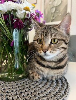 Bengal Katze abzugeben - Rüsselsheim