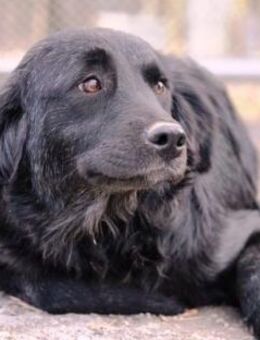 Bia ist ein ganz süßes Hundemädchen - Karben