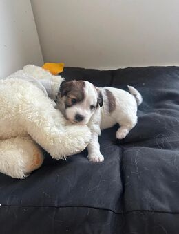 21073 Wir haben Welpen abzugeben! 🐾💛 - Hamburg