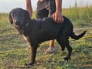 Viva, Labradormix - Bissingen