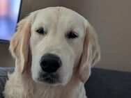 golden Retriever - Hamm
